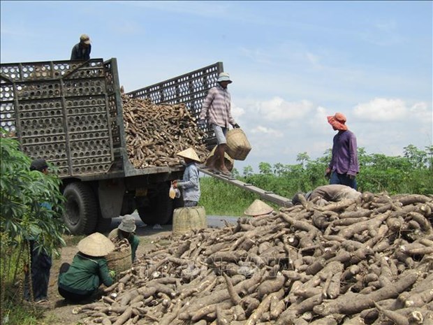 Nong dan trong san Tay Ninh lai 40 - 50 trieu dong/ha hinh anh 2