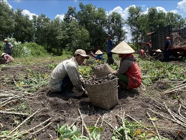 Nong dan trong san Tay Ninh lai 40 - 50 trieu dong/ha hinh anh 1