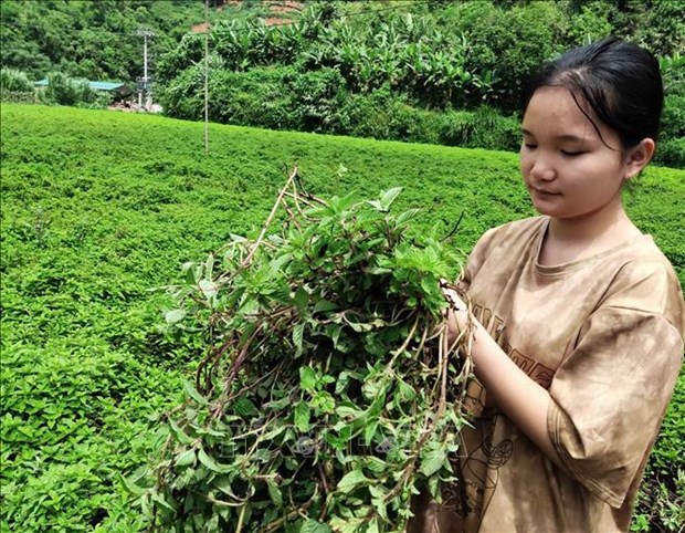 Tang hieu qua kinh te cho cay thach den Cao Bang hinh anh 2