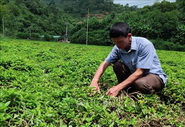 Tang hieu qua kinh te cho cay thach den Cao Bang hinh anh 1