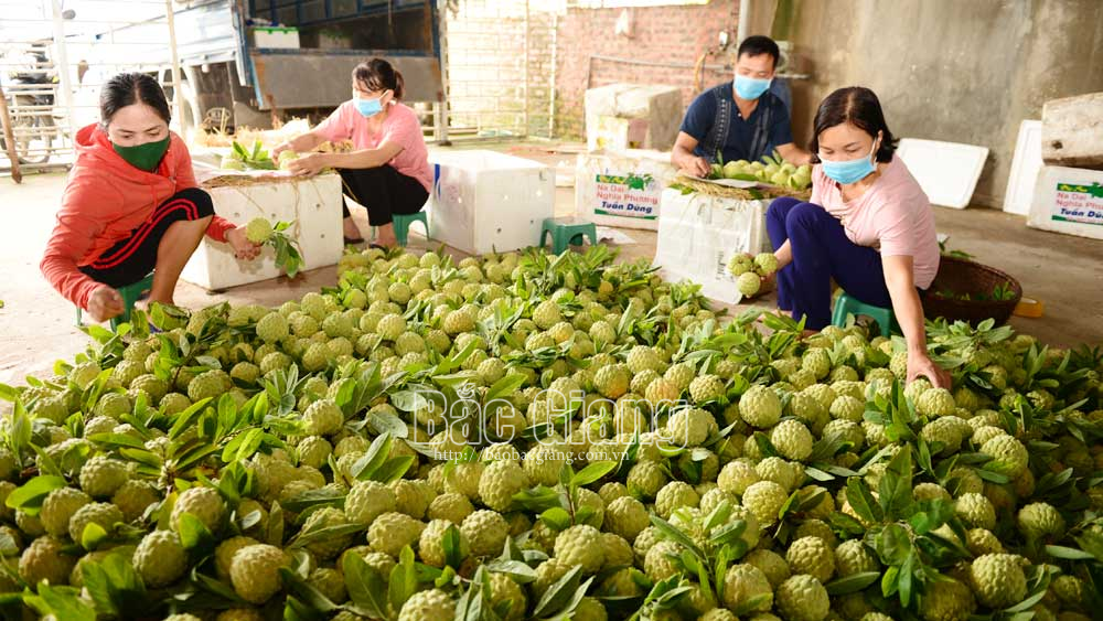 Lục Ngam, bắc giang, na, na dai nghĩa phương, na dai Lục Nam