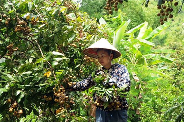 Nhan Song Ma - Son La vuon ra thi truong quoc te hinh anh 2