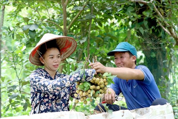 Nhan Song Ma - Son La vuon ra thi truong quoc te hinh anh 1