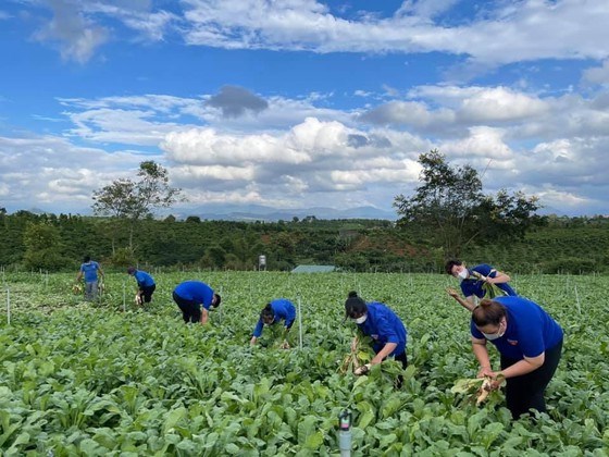 Một nhóm thiện nguyện thu hoạch rau xanh giúp nông dân Lâm Đồng, đưa về TPHCM trao từ thiện cho bà con trong các địa điểm cách ly dịch Covid-19. Ảnh: HOÀNG NGỌC