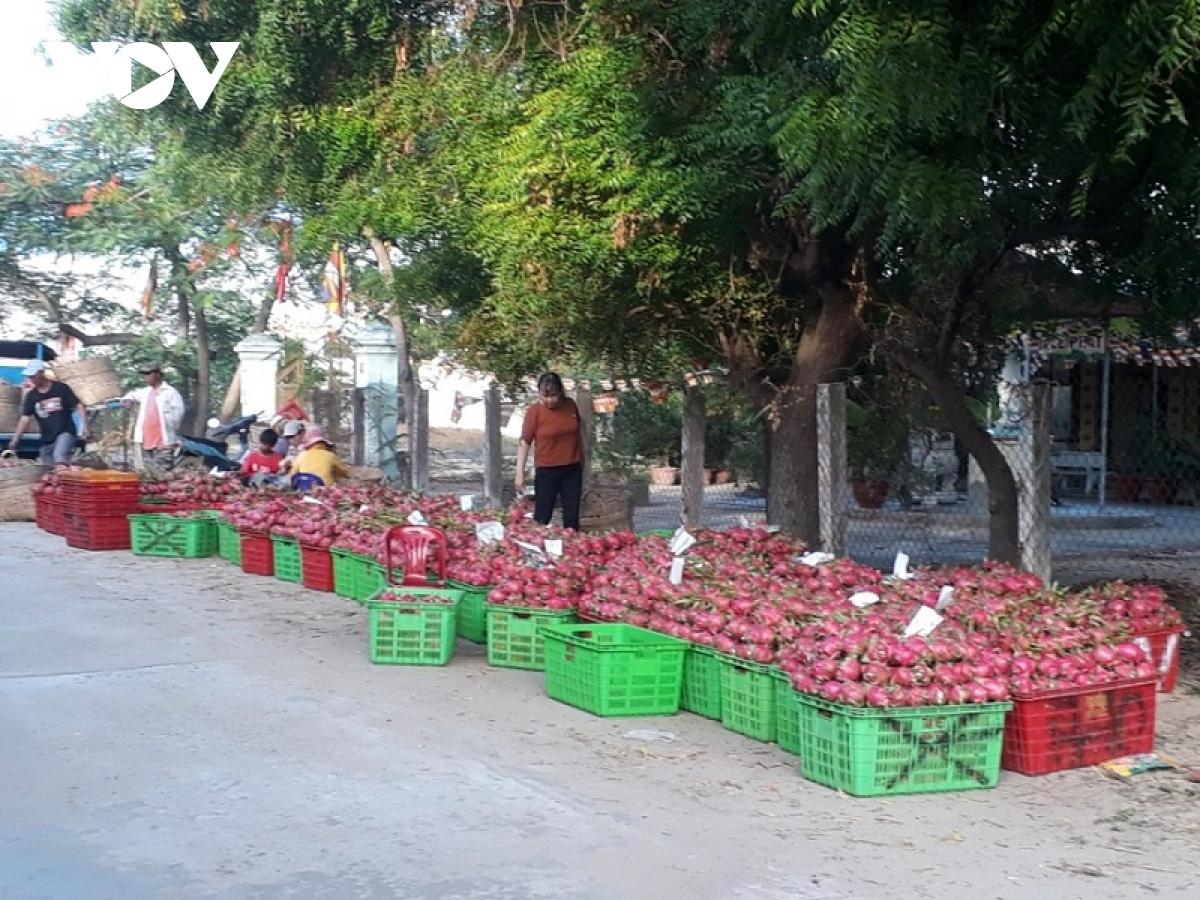 Bình Thuận tìm đầu ra cho trái thanh long 3