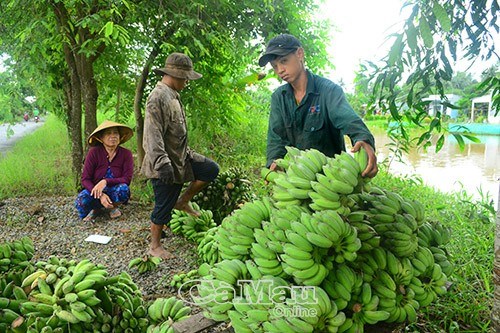 Ca Mau tang gia tri cho san pham chuoi hinh anh 1