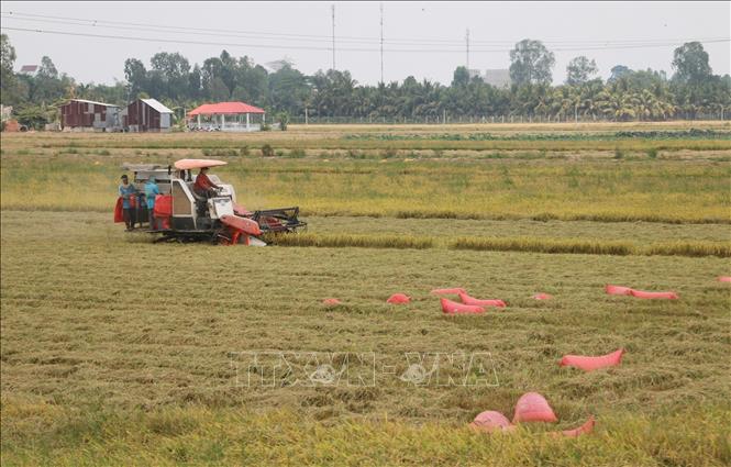 Thu hoạch lúa Hè Thu tại An Giang