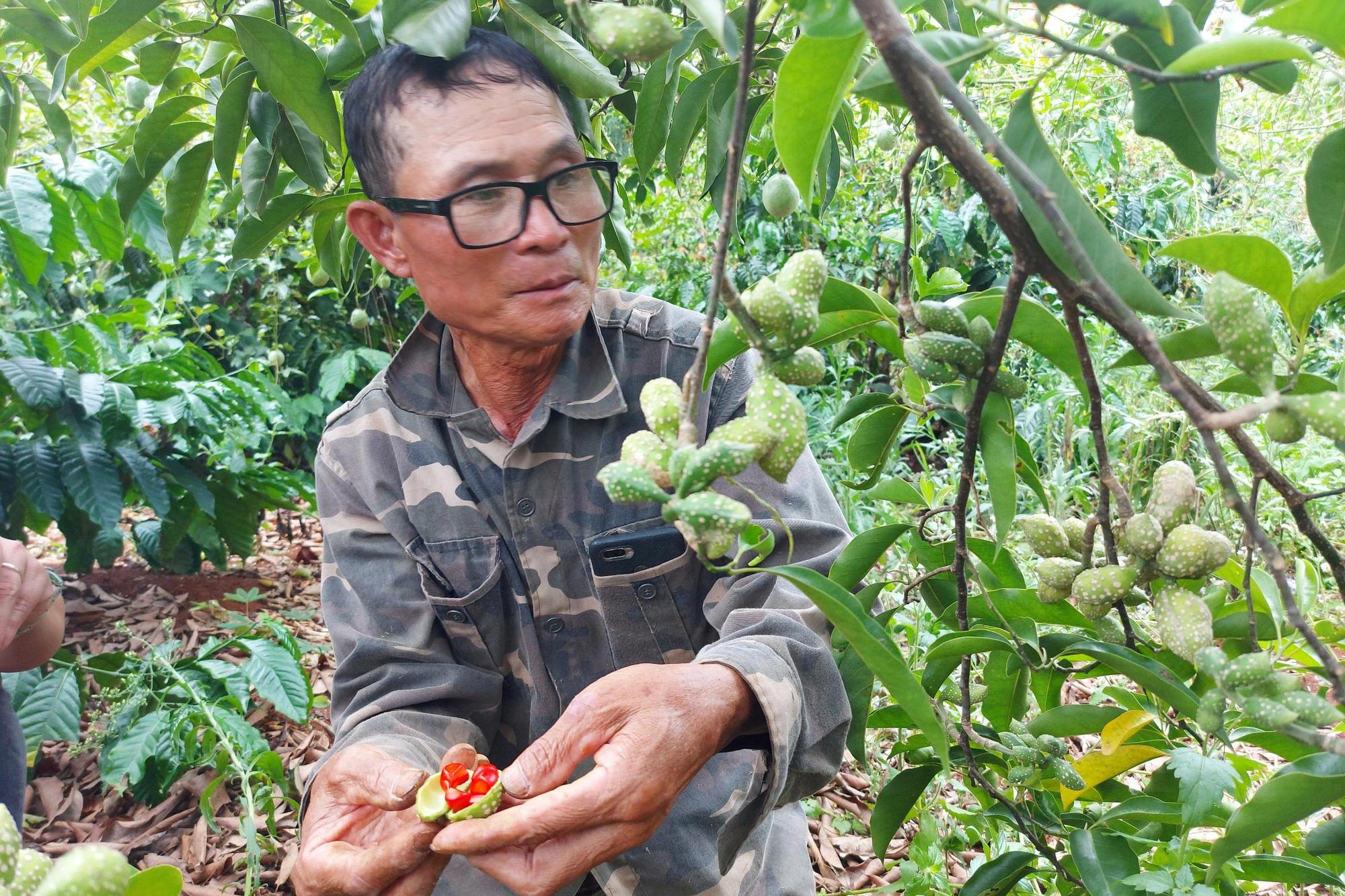 Trồng thứ cây cho ra 1,5 triệu đồng/kg quả, người dân mong thoát nghèo - Ảnh 5.