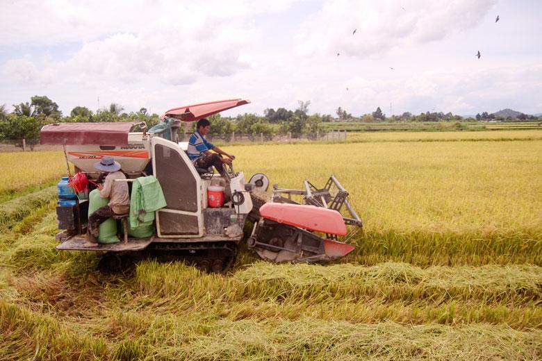 Thu hoạch lúa Hè thu tại xã Quảng Ngãi