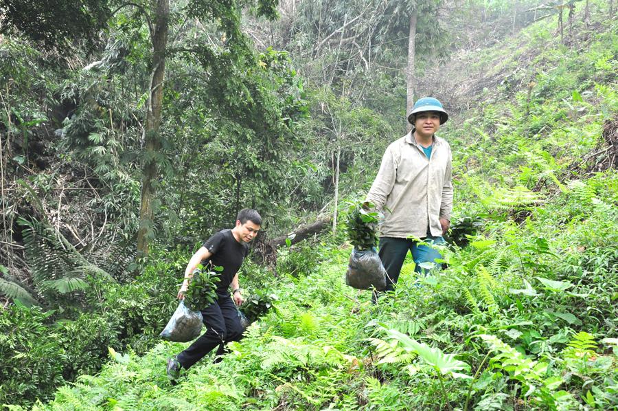 Gia đình anh Seo Văn Dũng, thôn Nậm Vạc vận chuyển cây quế giống, phấn đấu trồng trên 4,5 ha.                   Ảnh: Tư Liệu