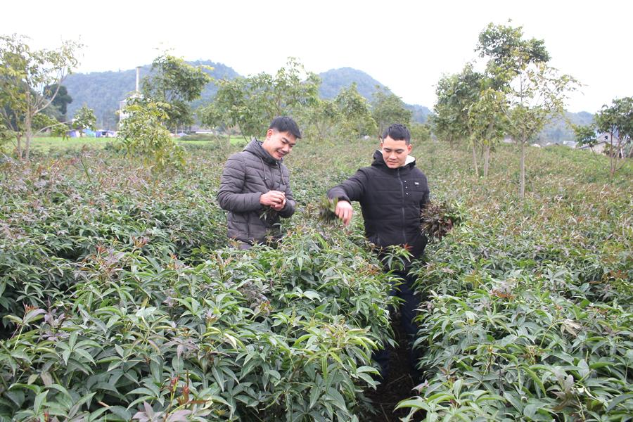 Mô hình trồng cây Ngũ gia bì của Hợp tác xã rau hoa Thanh niên xã Quyết Tiến.      (Ảnh chụp tháng 2.2021).