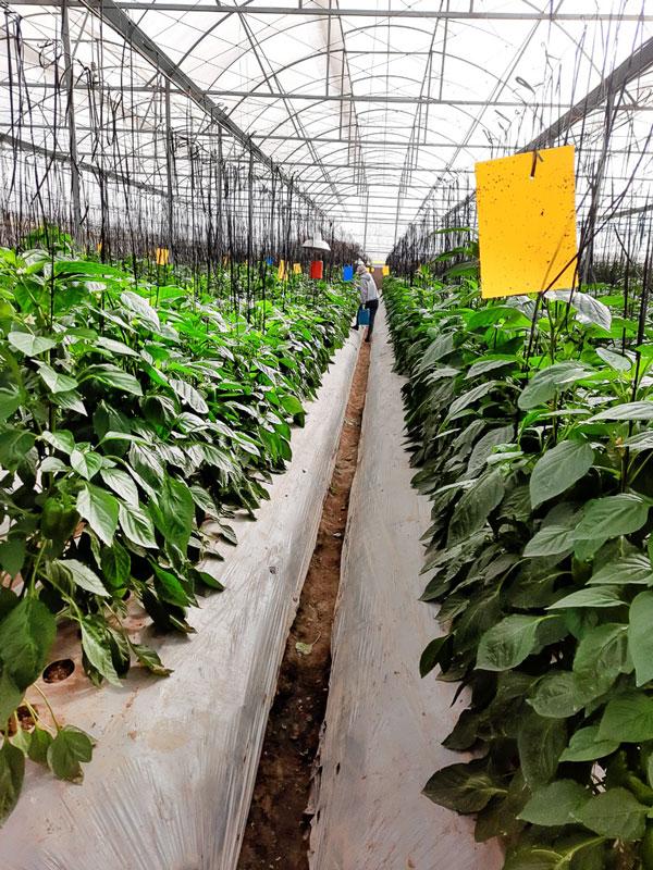 Mô hình sử dụng thiên địch khống chế khoảng 80% các loại côn trùng gây hại cây ớt ngọt tại thị trấn Thạnh Mỹ, huyện Đơn Dương