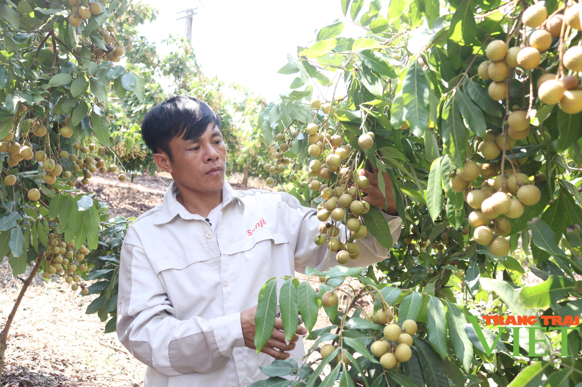 Làm đống nghề, một nông dân ở Sơn La thu tiền tỷ - Ảnh 1.