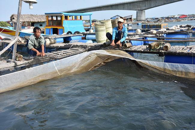 “Ôm” 400 tấn cá quá lứa vì thiếu... hóa đơn bán lẻ - Ảnh 1.