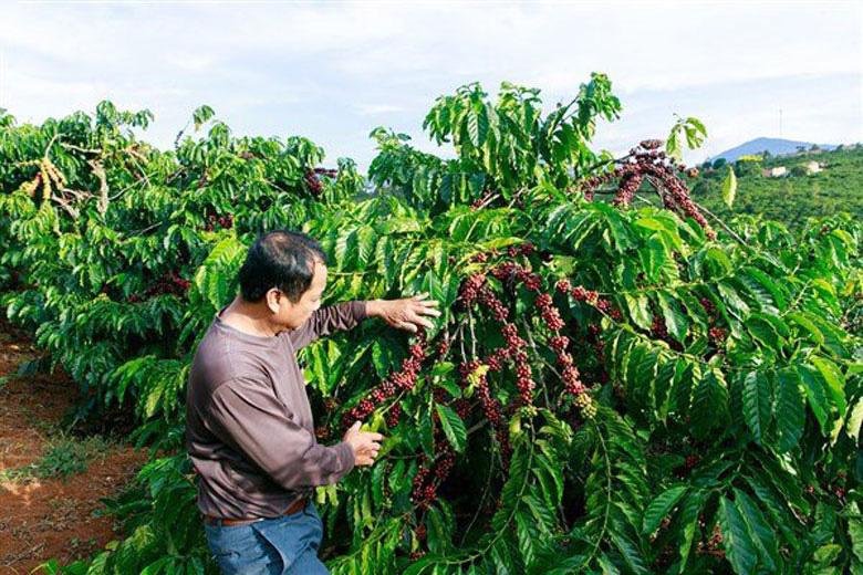 Những dự án của IDH triển khai đã mang những dấu hiệu tích cực hướng đến một nền nông nghiệp xanh cho vùng đất canh tác cà phê Di Linh