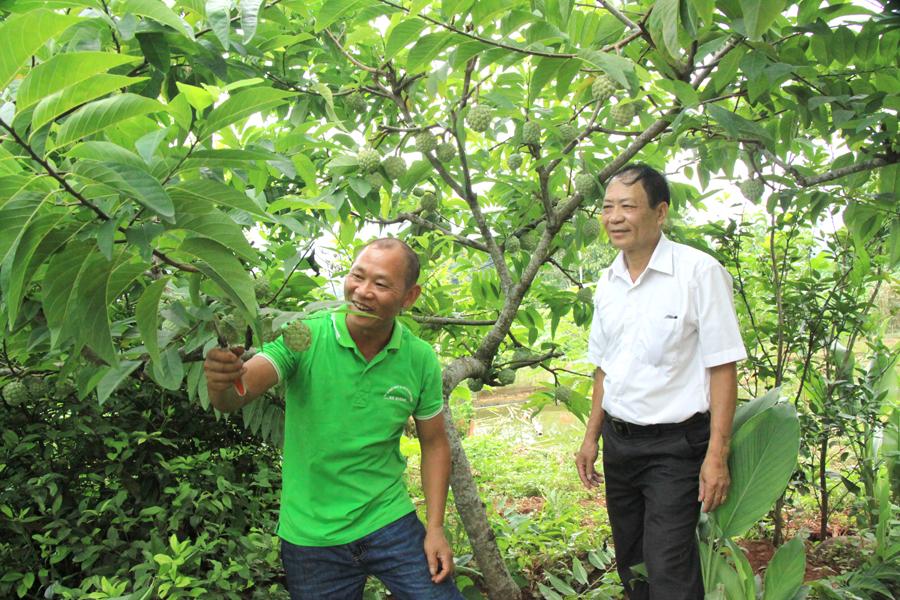 Anh Trương Mạnh Hùng (bên trái), tổ 6, phường Quang Trung (thành phố Hà Giang) miệt mài chăm sóc vườn na.