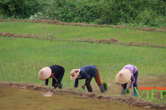 Bước tiến trong sản xuất nông nghiệp ở Vân Hồ - Ảnh 2.