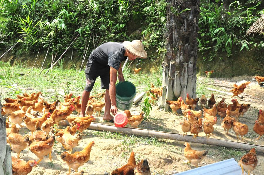 Anh Đặng Văn Thừa chăm sóc đàn gà.