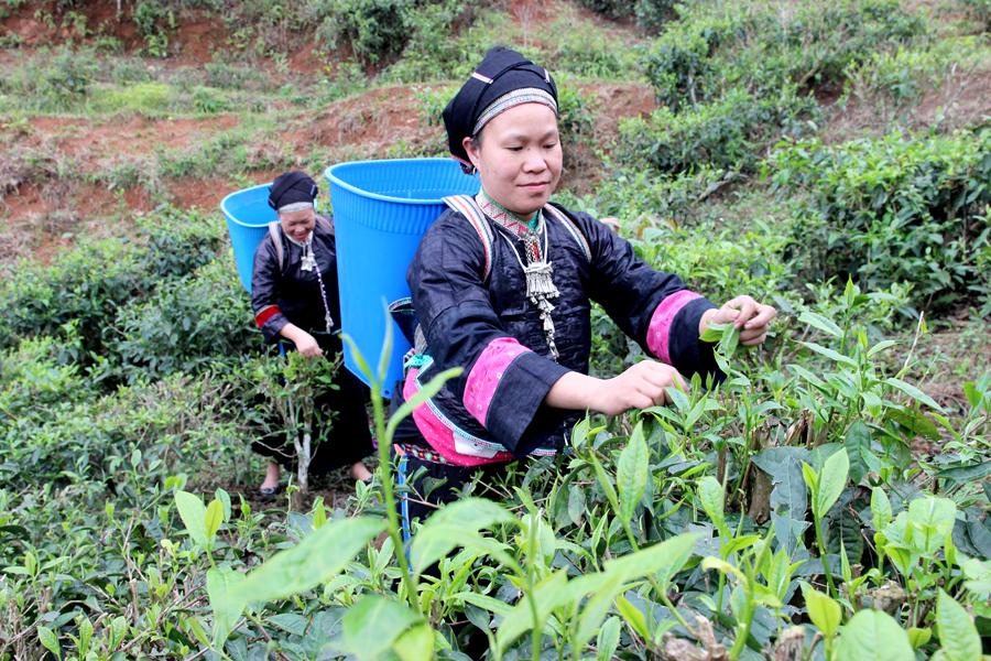 Người dân xã Chế Là thu hái chè.                                          Ảnh: VĂN LONG