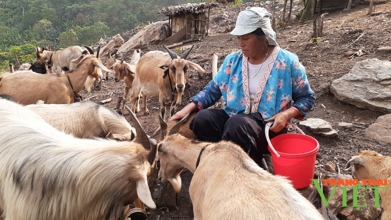 Thuận Châu chú trọng phát triển chăn nuôi bền vững - Ảnh 5.