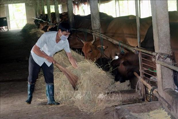 Kho khan trong phat trien chan nuoi bo thit, bo sinh san o Ha Nam hinh anh 1