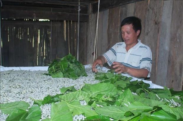 Dau tam - cay xoa ngheo cho ba con vung cao Bao Lac hinh anh 1