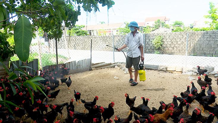 Các hộ chăn nuôi gia cầm trên địa bàn TX. Ba Đồn tích cực phun thuốc tiêu độc, khử trùng phòng, chống dịch cúm gia cầm.