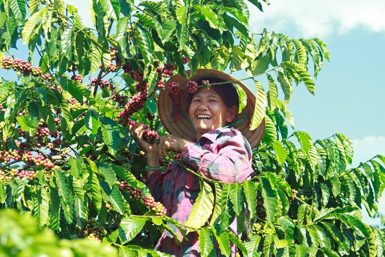 Lực lượng lao động thu hái cà phê đến từ ngoại tỉnh như các năm trước hiện nay thiếu hụt do ảnh hưởng của dịch bệnh Covid-19 nên cần có nhiều giải pháp để phát huy lực lượng lao động tại chỗ