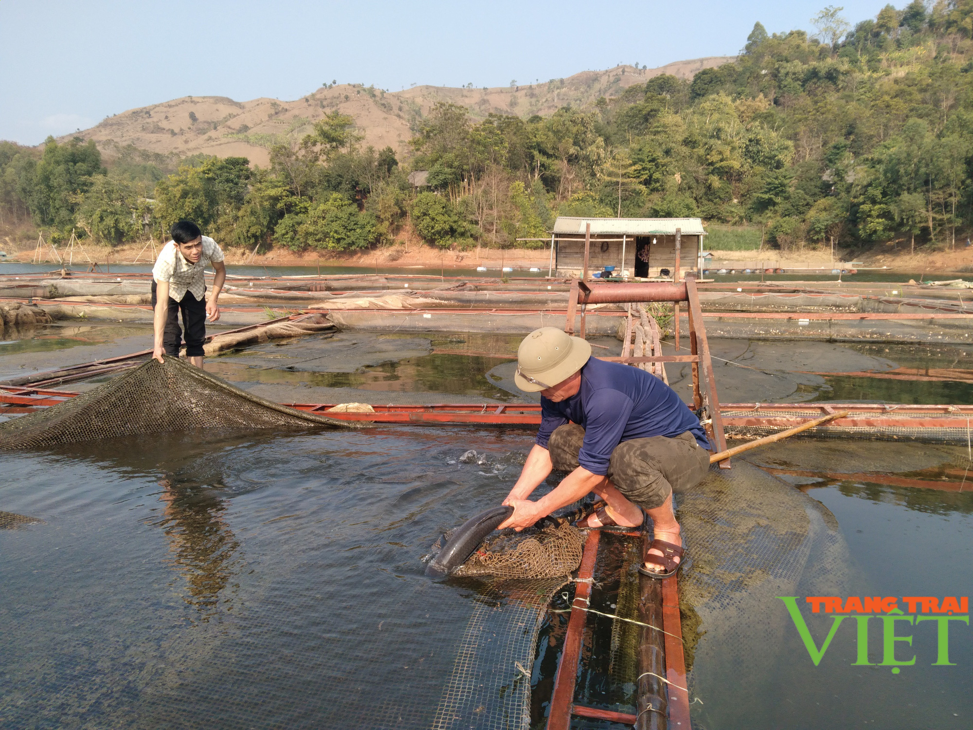 Nuôi cá lồng trên lòng hồ thủy điện Sơn La, người dân bản Ít có thu nhập ổn định  - Ảnh 2.