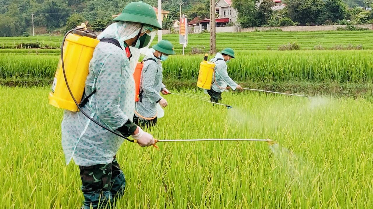 Sơn La: Đang giãn cách xã hội, Phù Yên sản xuất nông nghiệp như thế nào? - Ảnh 1.