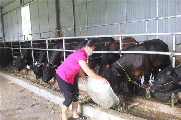 Phat trien kinh te hop tac xa nong nghiep o Cao Bang hinh anh 2