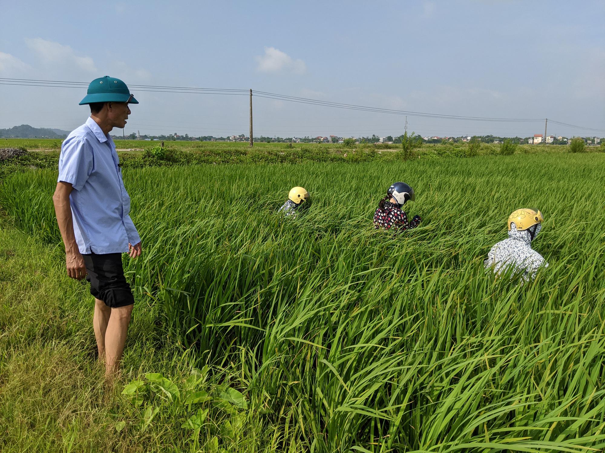 Các tỉnh phía Bắc: Giữ lúa mùa an toàn trước sâu bệnh  - Ảnh 1.