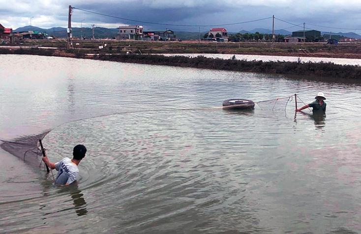 Người dân xã Quảng Hải (TX. Ba Đồn) đang khẩn trương thu hoạch tôm để tránh thiệt hại do mưa bão.