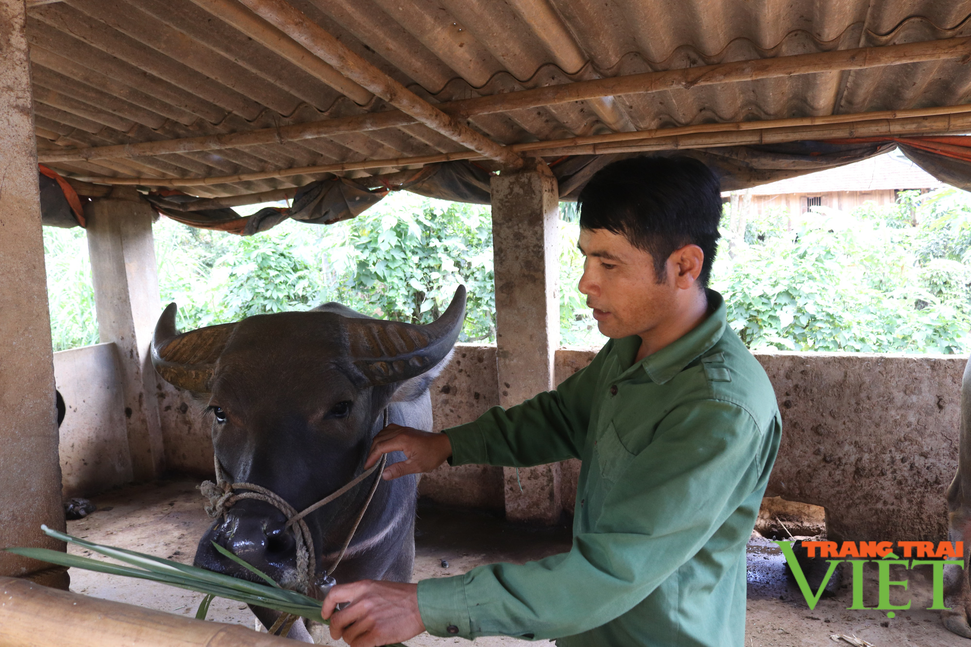 Nông dân Cò Nòi giàu lên nhờ trồng cây mía ngọt - Ảnh 3.