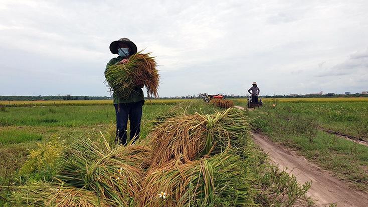 Người dân xã Lộc Ninh (TP. Đồng Hới) đang thu hoạch lúa