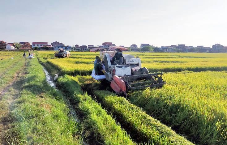 Thu hoạch lúa hè-thu ở xã Bắc Trạch.