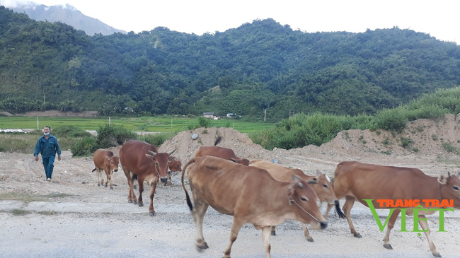 Nậm Nhùn phát triển chăn nuôi đại gia súc theo hướng bền vững - Ảnh 2.