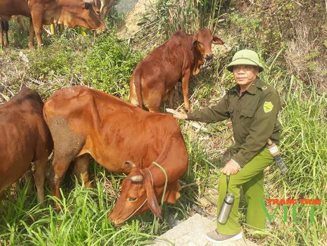 Nậm Nhùn phát triển chăn nuôi đại gia súc theo hướng bền vững - Ảnh 1.