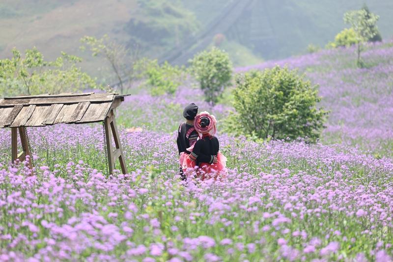 Tháng 9, Sa Pa đẹp nao lòng, ruộng bậc thang chuyển màu kỳ diệu, những triền hoa rực rỡ sắc màu - Ảnh 2.