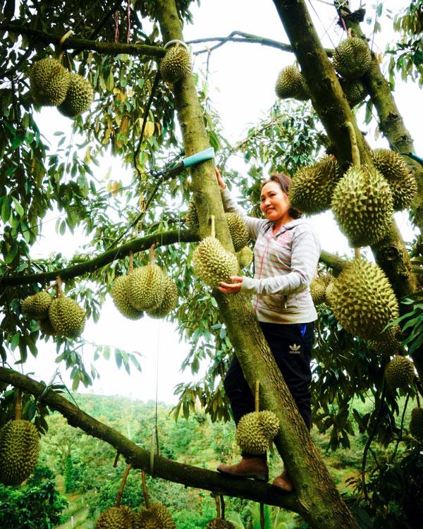 Sầu riêng giống mới năng suất và chất lượng cao ở Bảo Lâm