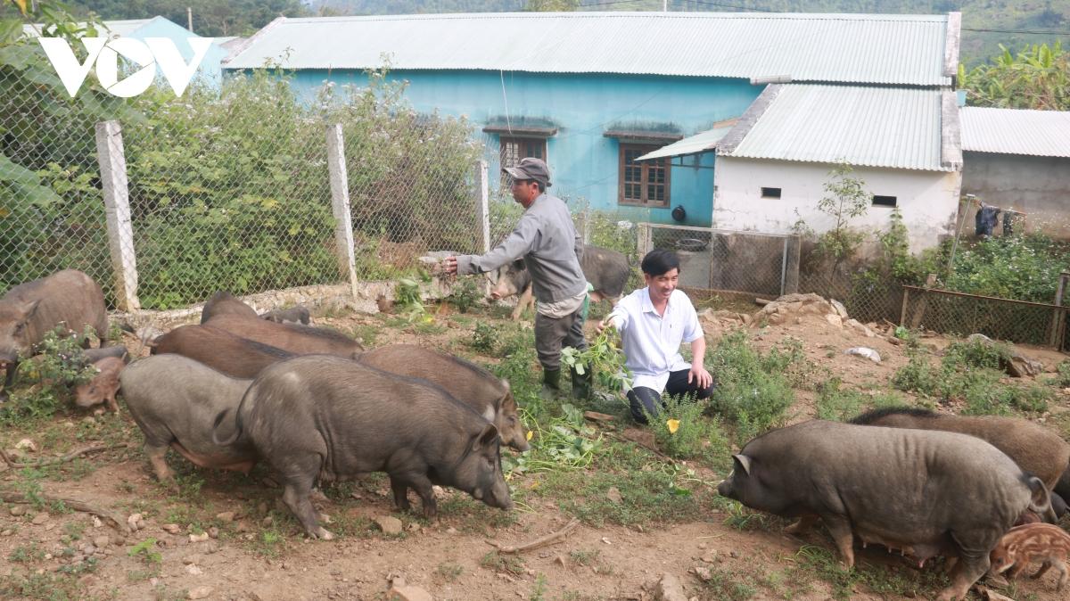 Thanh niên Quảng Nam làm giàu từ vùng đất hoang sơ, cây cối mọc um tùm - Ảnh 2. Thanh niên Quảng Nam làm giàu từ vùng đất hoang sơ, cây cối mọc um tùm - Ảnh 2.