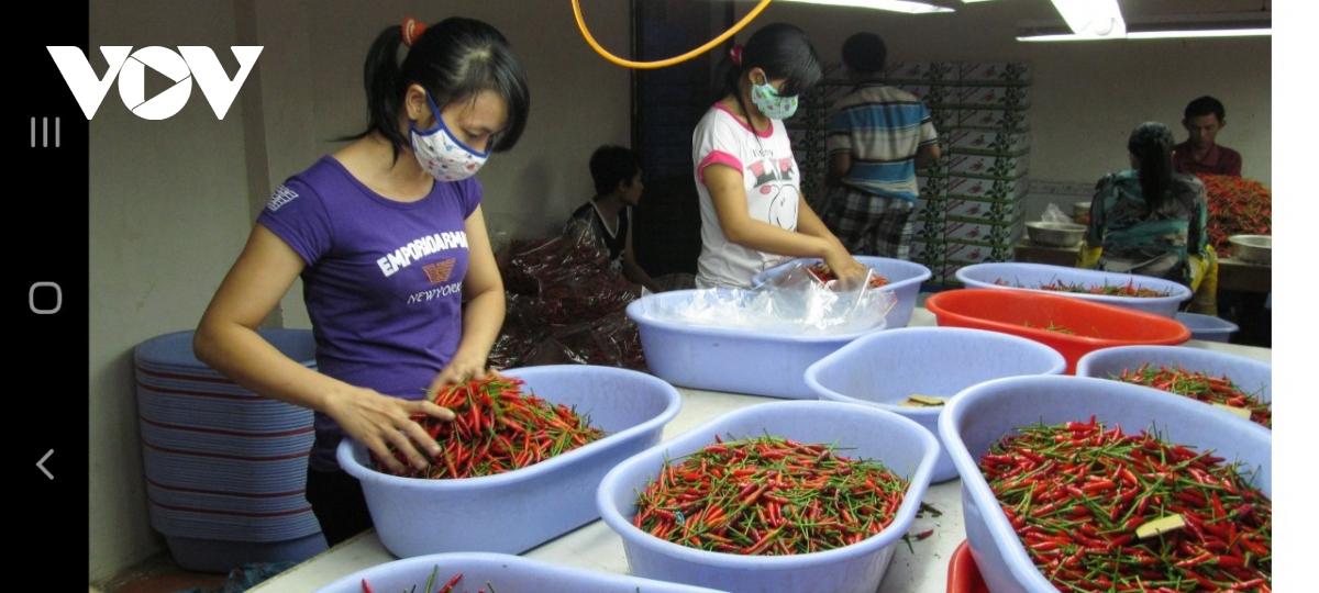 Tiền Giang: Nông dân mừng ra mặt vì nhiều mặt hàng nông sản lên giá - Ảnh 2.