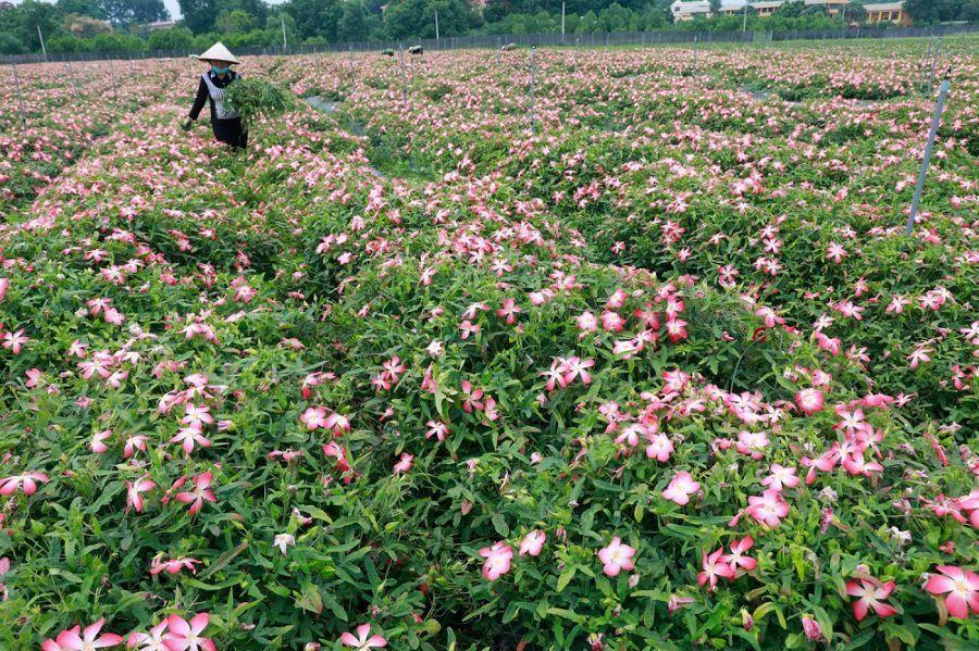 Cánh đồng sâm Bố Chính tiền tỷ ở Sơn Tây - Ảnh 1.