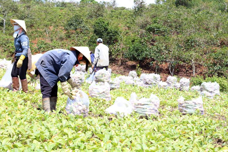 Chuyển đổi cây trồng, liên kết sản xuất và tiêu thụ giúp đầu ra sản phẩm của nông dân ổn định