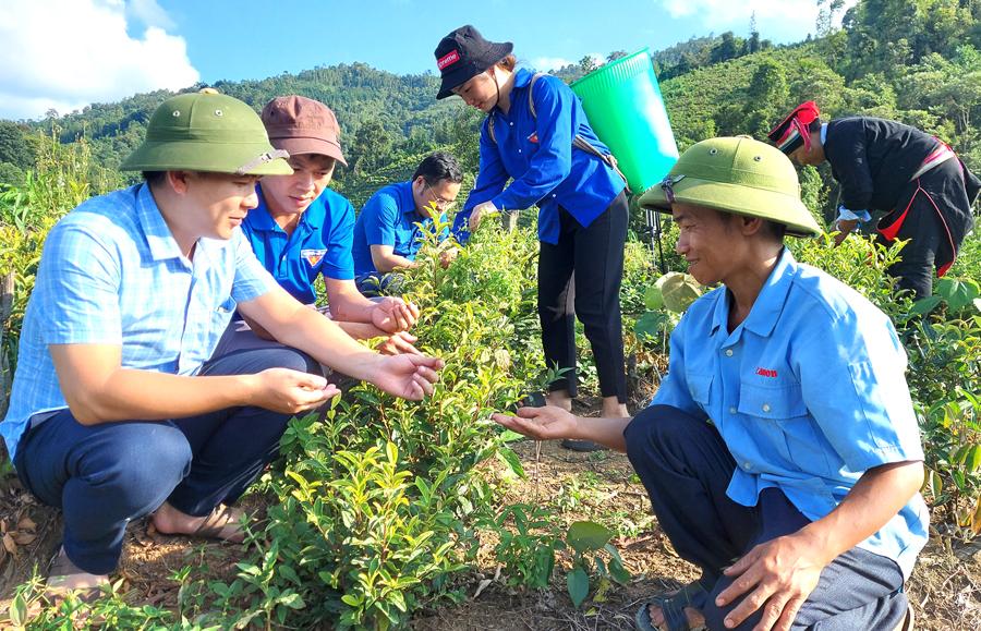 Đoàn Thanh niên huyện, xã tham quan học tập mô hình trồng chè Vàng.         Ảnh: TƯ LIỆU