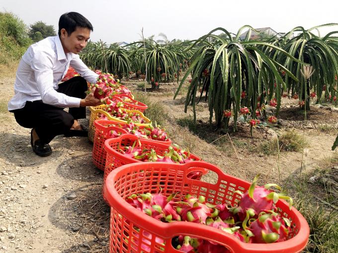 Long An "trải thảm đỏ" để nông dân đưa nông sản lên sàn - Ảnh 1.