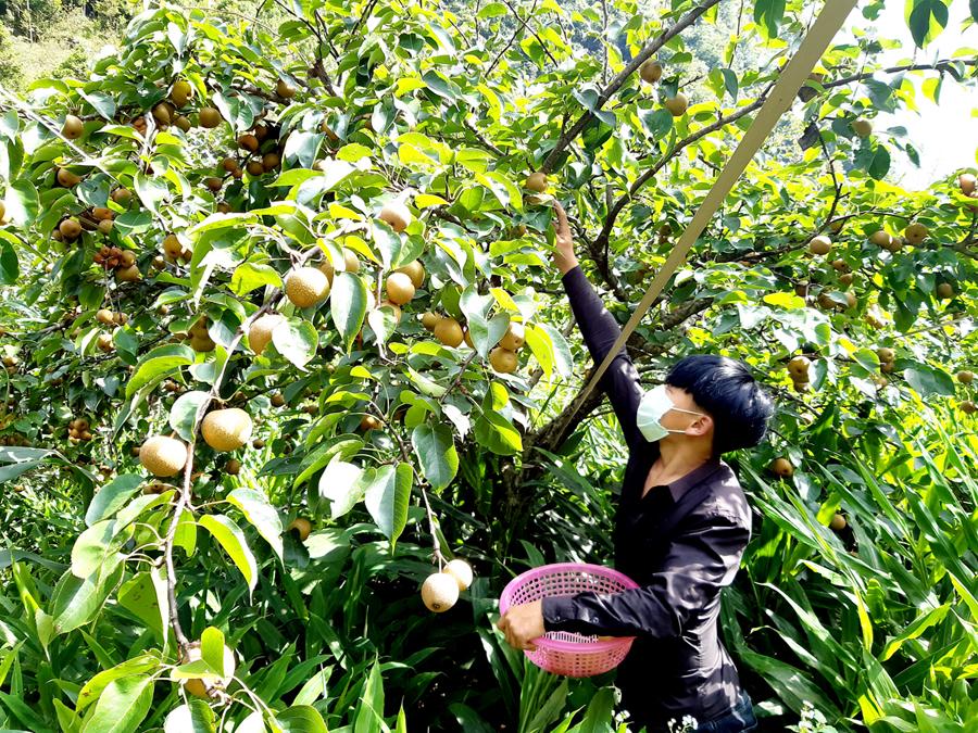 Gia đình anh Mua Mí Pó, thôn Lũng Cẩm, xã Sủng Là thu hoạch quả lê.