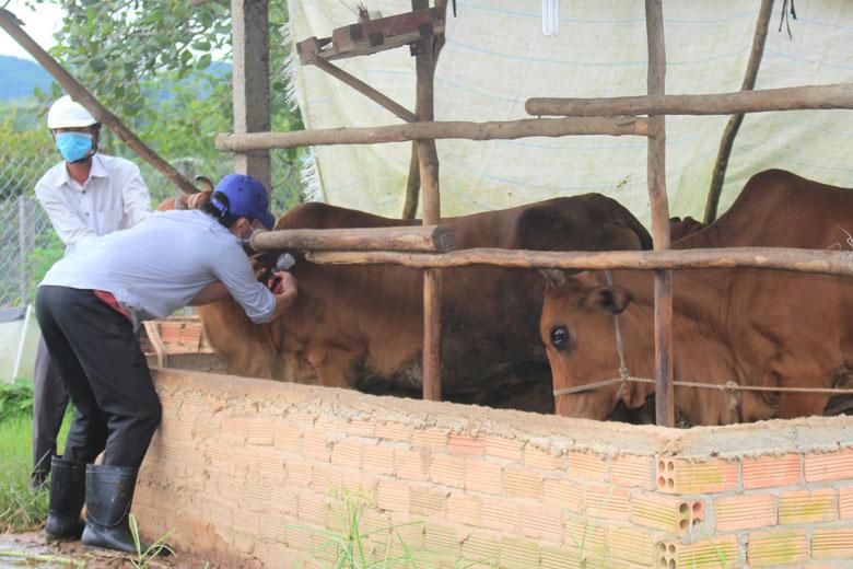 Lực lượng thú y huyện Cát Tiên tiêm vắc xin phòng bệnh VDNC cho đàn bò trên địa bàn