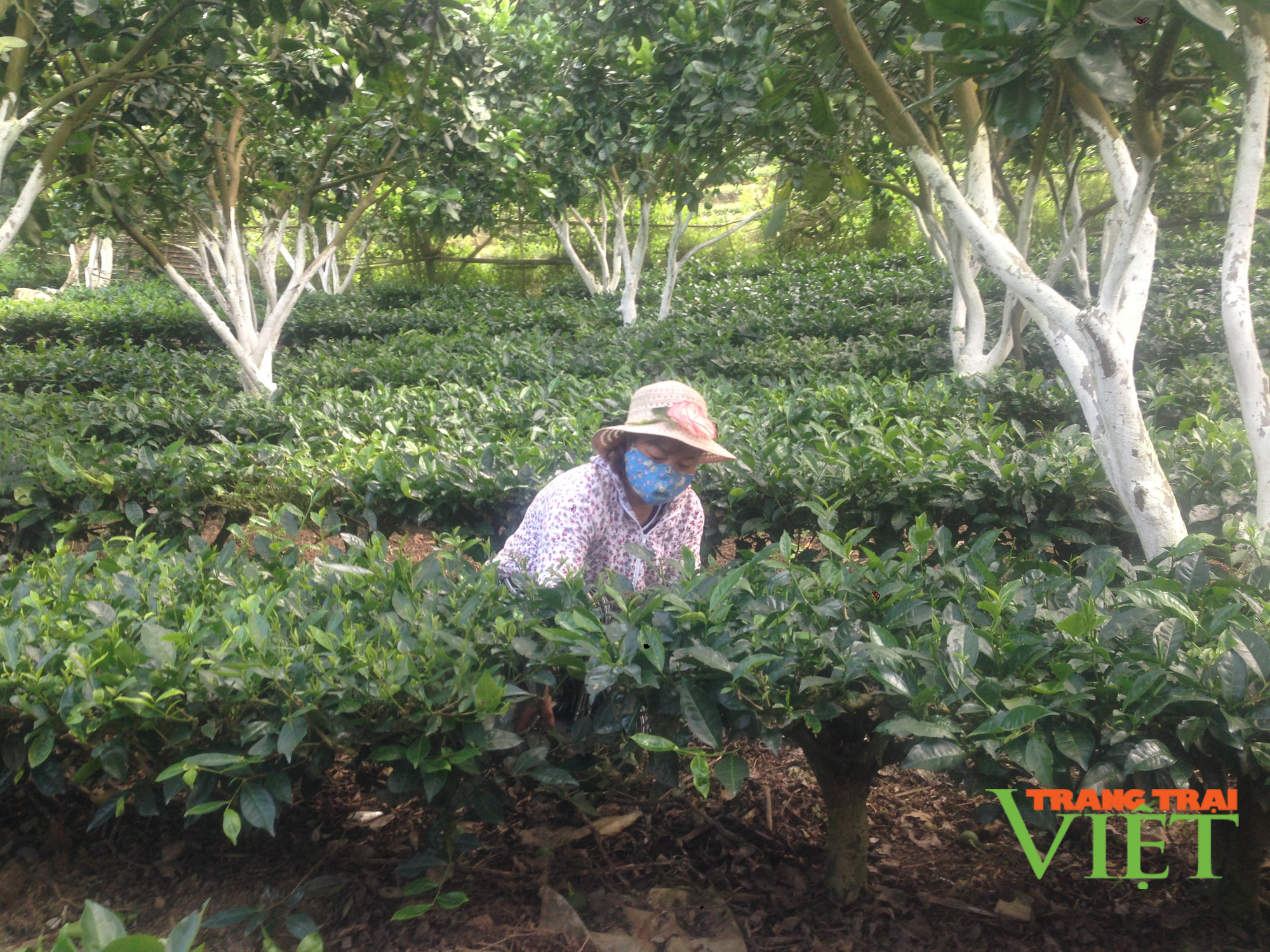 Sơn La: Trồng chè và bưởi Da Xanh trên 1 diện tích canh tác, nông dân lãi khủng - Ảnh 4.