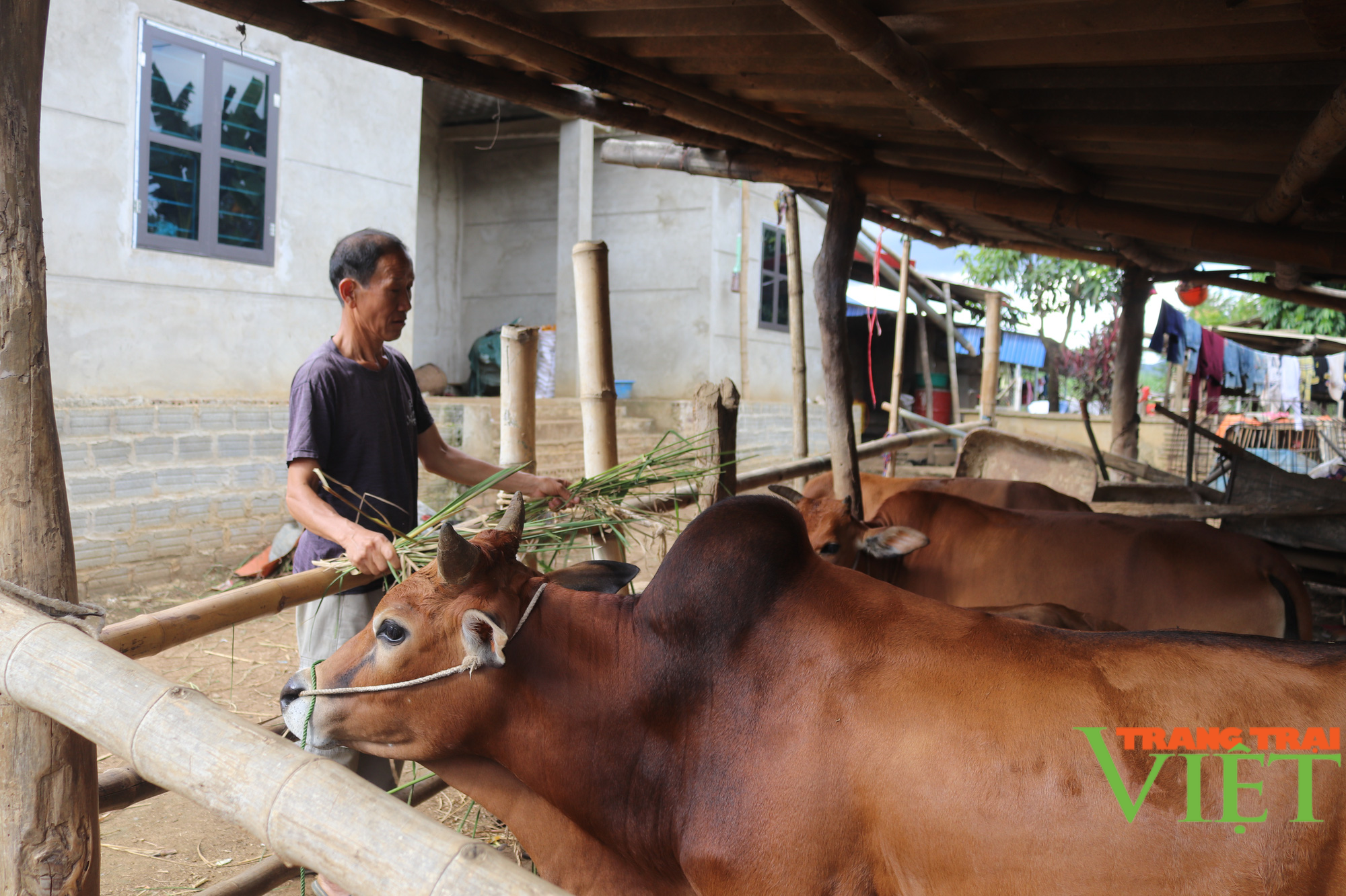 Từ bỏ ma tuý, lão nông người Mông viết lại cuộc đời - Ảnh 2.